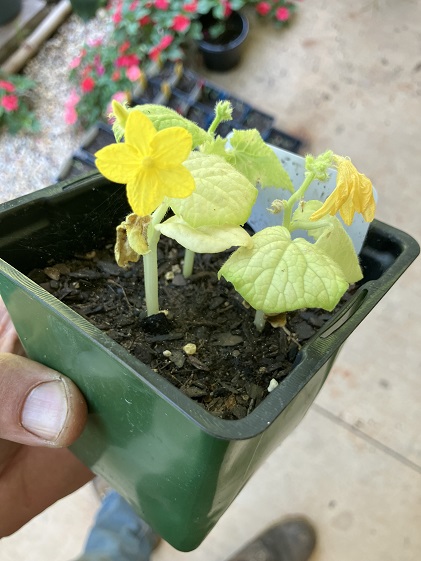 IMG_0057 cuke.jpeg